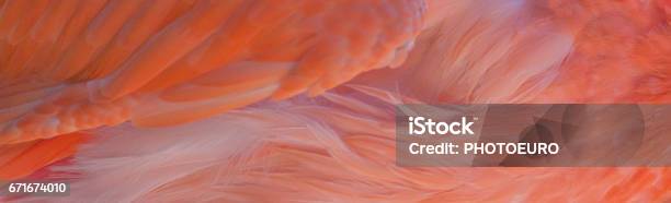 Flamingo Wing Abstract Background Stock Photo - Download Image Now - Animal, Animal Body Part, Animal Stage