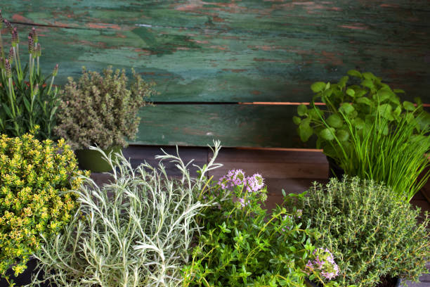 Mediterranean herbs in front of rustic wood Fresh mediterranean spice herbs in front of rustic wooden wall bohnenkraut stock pictures, royalty-free photos & images