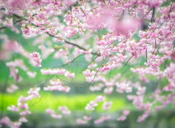 Pink cherry blossom flowers background.