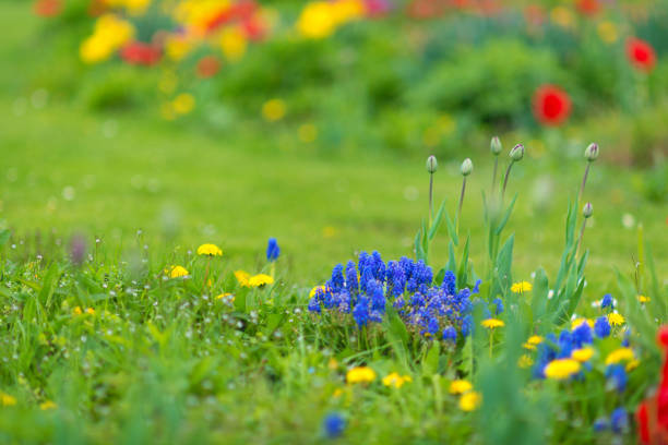 blue grape hyacinth and other colorful spring flowers
