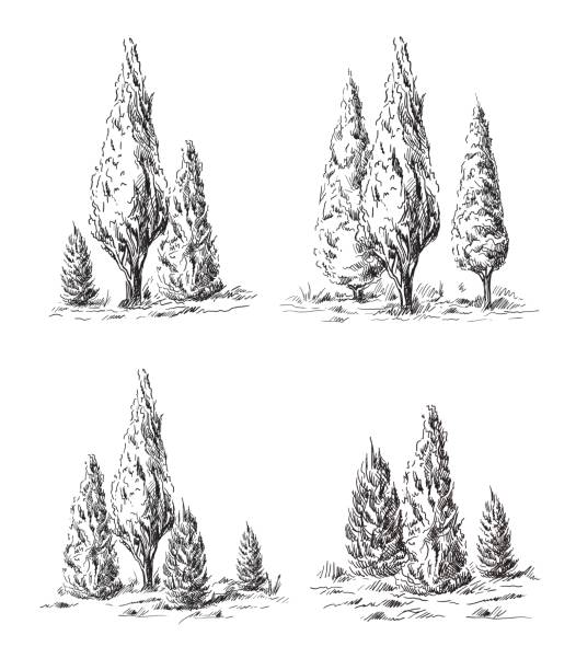 Set of hand-drawn cypress. Set of hand-drawn cypress. Sketch design. juniper tree juniperus osteosperma stock illustrations