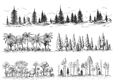 set of different landscapes with trees forest silhouettes with coniferous and deciduous exotic palm trees American redwoods hand drawn vector illustration Sketch design.