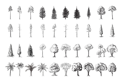 Silhoutte of trees on a white background hand drawn vector illustration Sketch design.