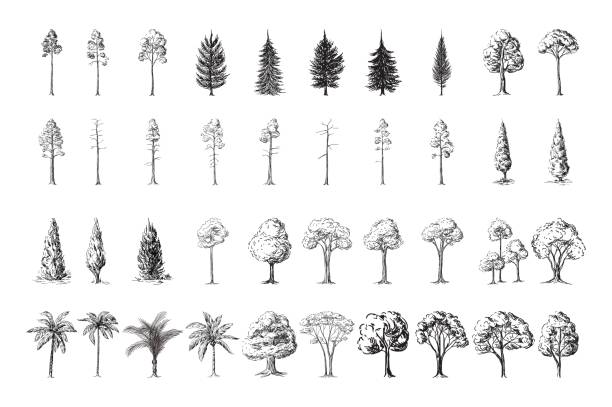Silhoutte of trees on a white background Silhoutte of trees on a white background hand drawn vector illustration Sketch design. pine tree illustrations stock illustrations