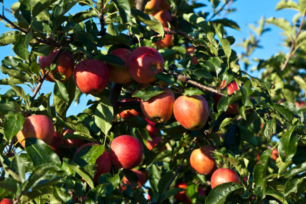 istock ripe apples on a tree branch with blue sky 671681950