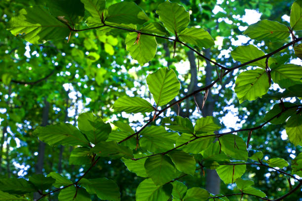 istock leaves of trees in green forest 671682772