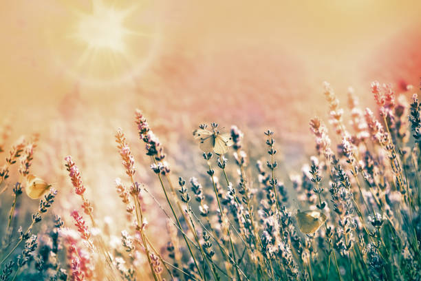 istock White butterfly on lavender flower 671684766