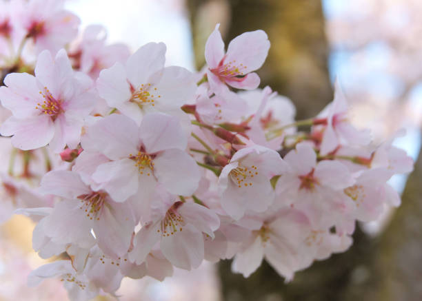 istock cherry blossom in Japan 671685794