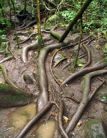 Tropical nature in a Costa Rican landscape in summertime