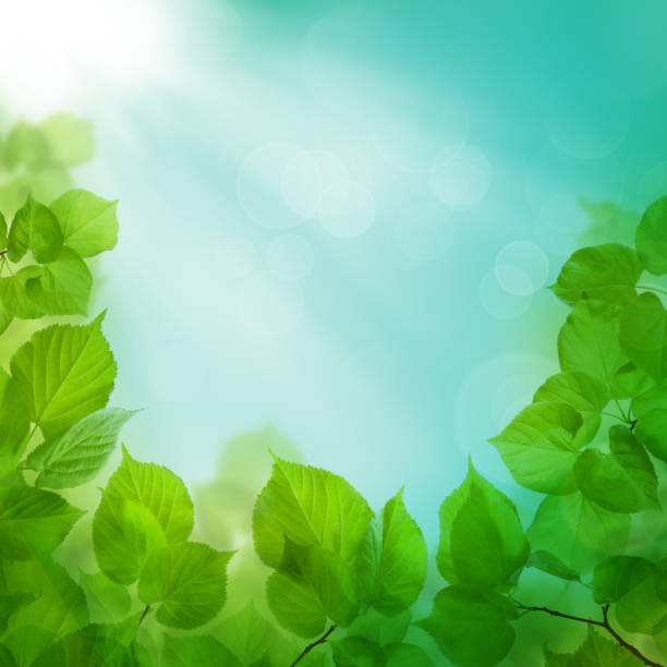 istock Spring morning - background with green foliage and sky 671689970