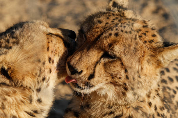 istock Two male Cheetahs Cuddling 671692616