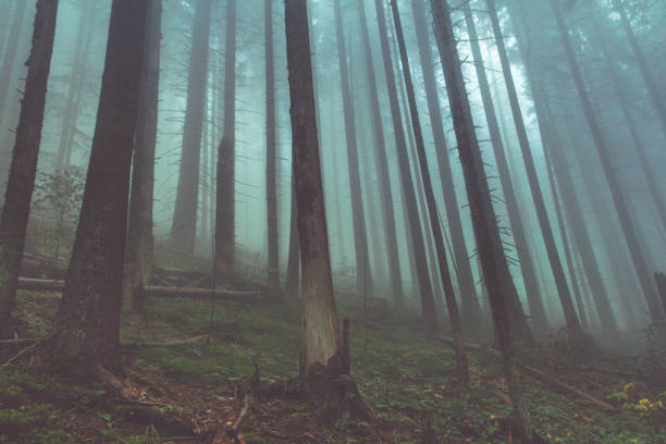 istock View of the foggy dense forest. 671692848