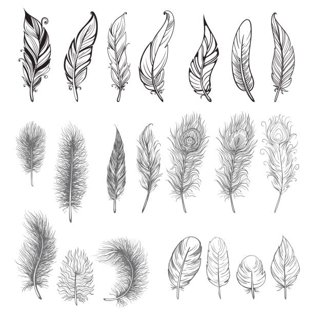 ilustrações, clipart, desenhos animados e ícones de coleção de desenhado à mão de plumas. - feather peacock ornate vector