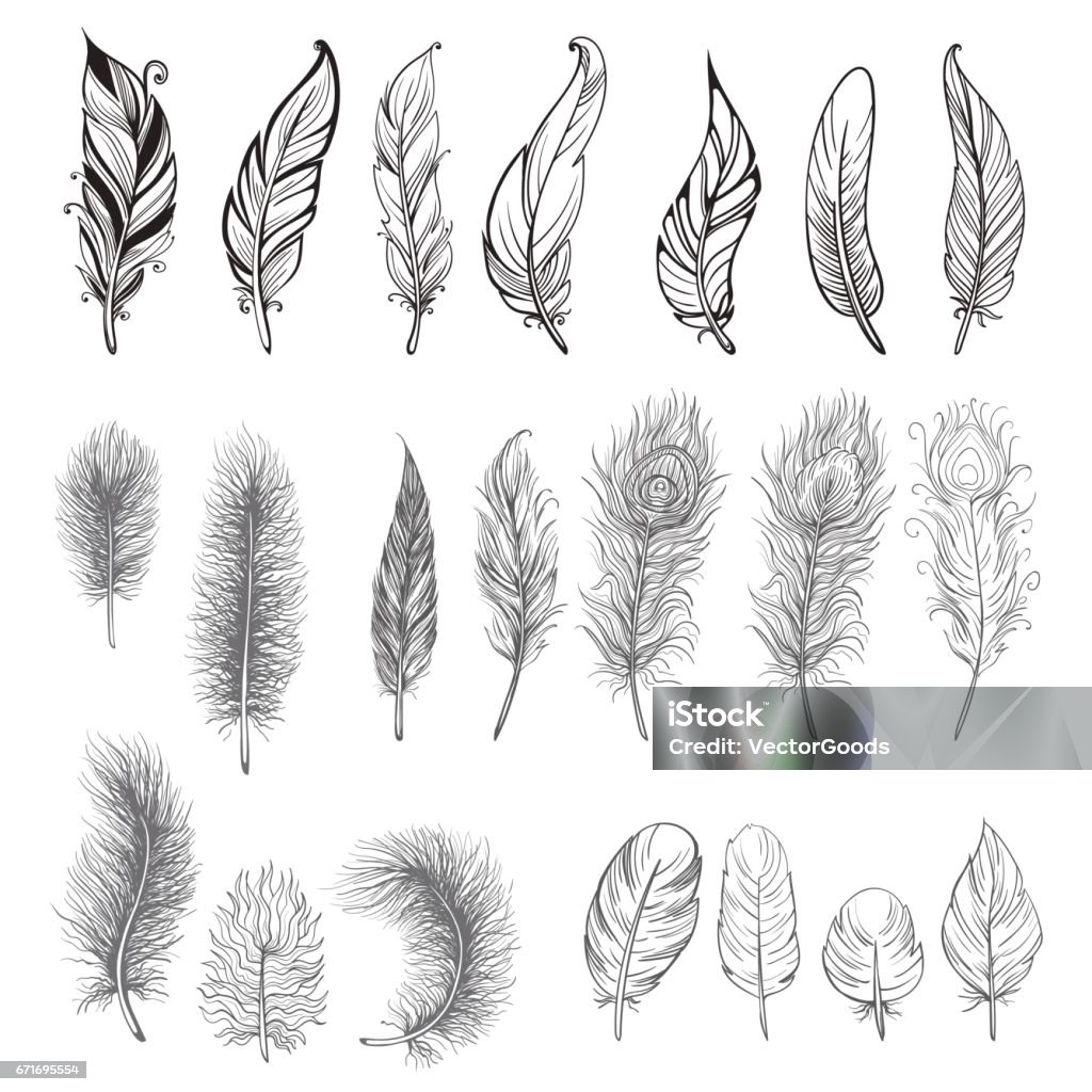 Collection of hand drawn feather. Collection of hand drawn feather. Ink illustration. Isolated on white background. Set of decorative animals feathers. Hand drawn vector art. Feather stock vector