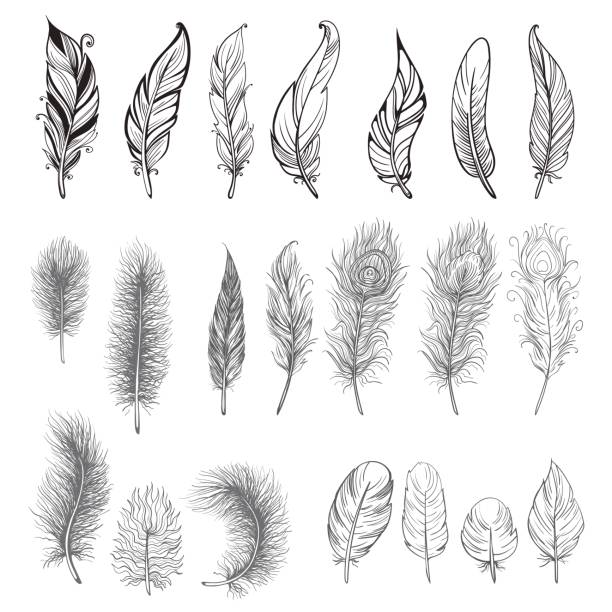 Collection of hand drawn feather. Collection of hand drawn feather. Ink illustration. Isolated on white background. Set of decorative animals feathers. Hand drawn vector art. feather illustrations stock illustrations