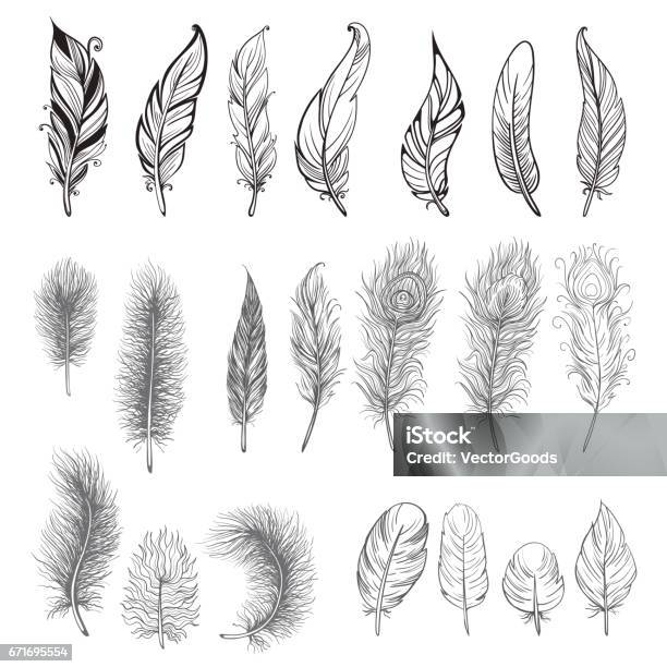 Collection Of Hand Drawn Feather Stock Illustration - Download Image Now - Feather, Vector, Illustration