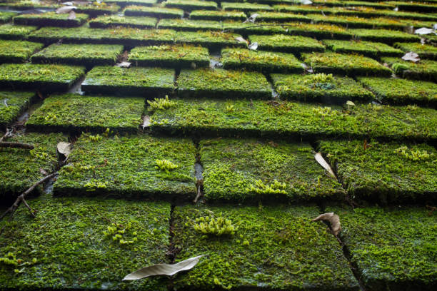 Old Roof Tiles Covered In Green Moss
