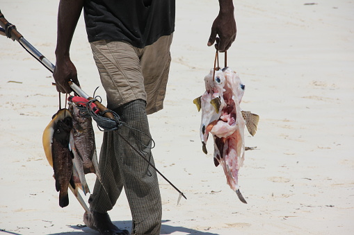 Fisherman at Kiwengwa beach after catching some pufferfish in the Indian Ocean. Zanzibar island is situated in the Indian Ocean and is a semi-autonomous part of Tanzania in East Africa. People enjoy sunbathing and swimming at the white sandy Beach Kiwengwa, which is situated in the northeast of Zanzibar Island. The Indian Ocean has clear water and the beach has a beautiful scenery.