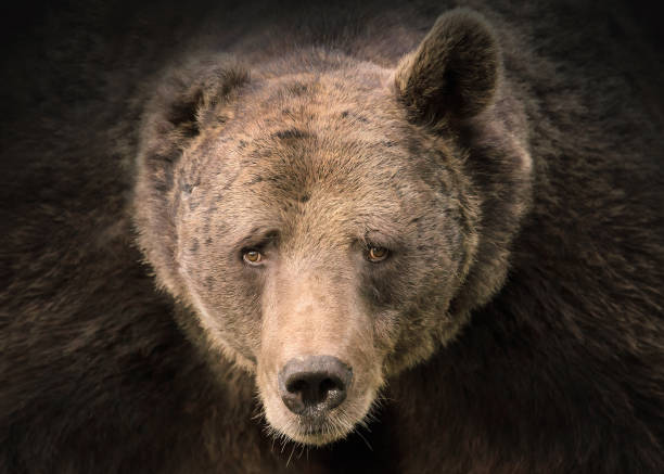 istock Portrait of Grizzly bear 671699714