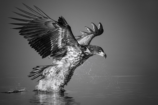 White-tailed Eagle catches the fish, black and white, Norway.