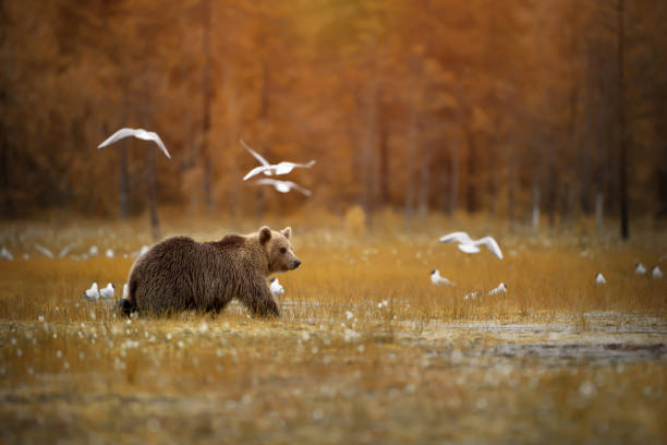 Brown bear crossing the swamp stock photo