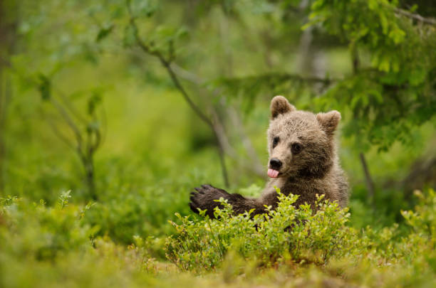 istock Brown bear cub sticking out the tong 671702564