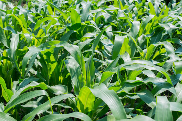 istock a green corn field, farming field 671702976
