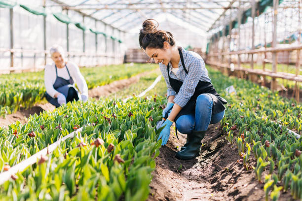 family business - spring tulip field flower imagens e fotografias de stock