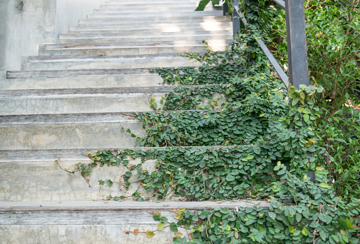 Green creeper on staircase concrete