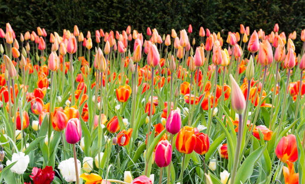 istock long orange tulips in Holland 671706146