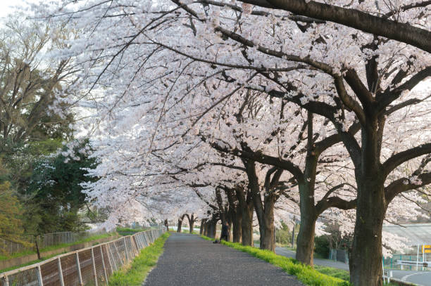 istock Cherry Blossom Path through a Beautiful Landscape Garden 671706598