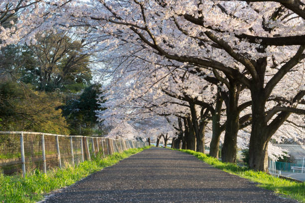istock Cherry Blossom Path through a Beautiful Landscape Garden 671706602