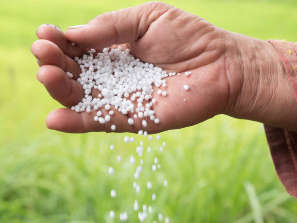 Farmer hand hold plant chemical fertilizer stock photo