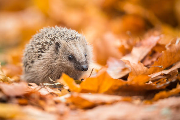 European hedgehog (Erinaceus europaeus) Hedgehog in the autumn forest hedgehog stock pictures, royalty-free photos & images