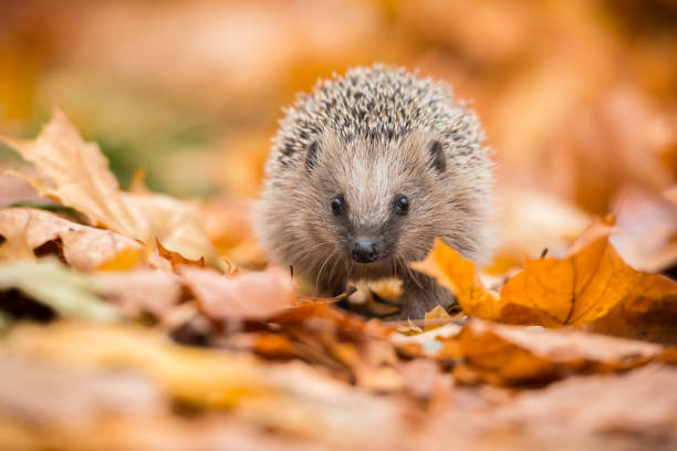 european hedgehog (erinaceus europaeus) - hedgehog animal autumn nature imagens e fotografias de stock
