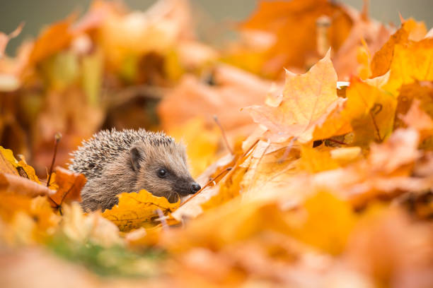 european hedgehog (erinaceus europaeus) - hedgehog animal autumn nature imagens e fotografias de stock