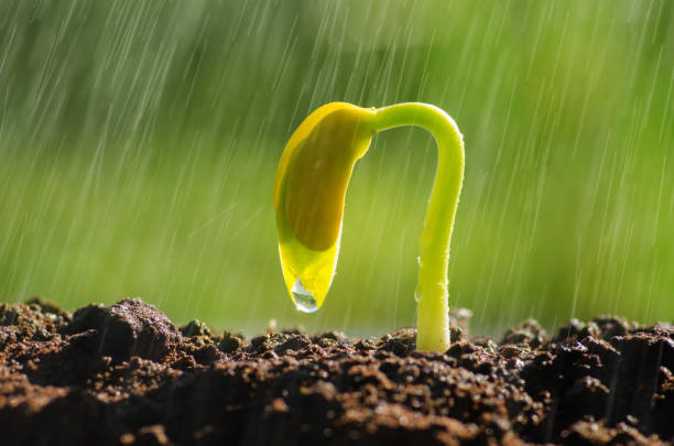 istock Plant grow with sunlight and rain water 671710122