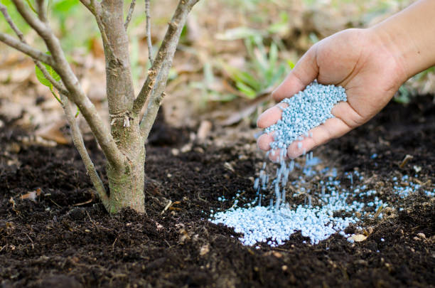 Farmer hand giving chemical fertilizer to young tree stock photo