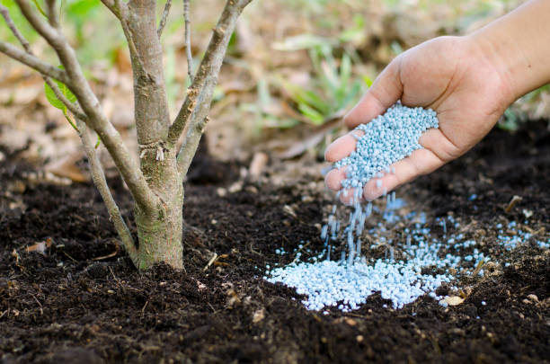 farmer hand giving chemical fertilizer to young tree - human fertility imagens e fotografias de stock