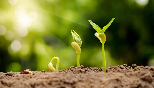 germinating seed to sprout of nut in agriculture and plant grow sequence with sunlight and green background