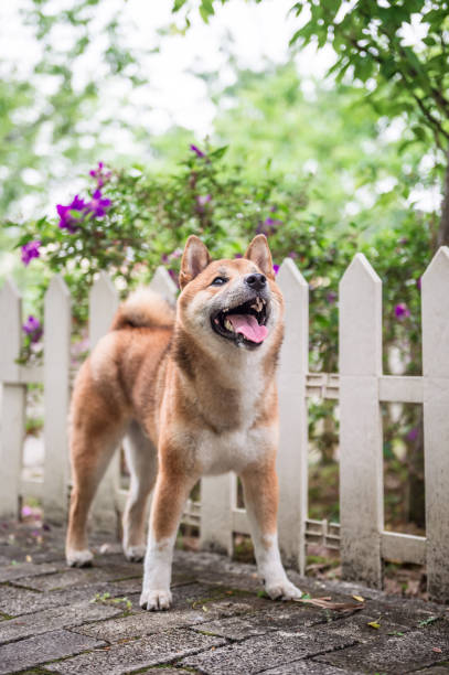 istock The cute little Shiba Inu 671713456