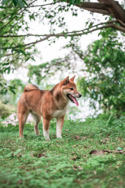 istock The cute little Shiba Inu 671713466