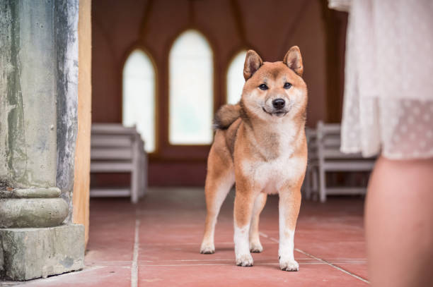 istock The cute little Shiba Inu 671713598
