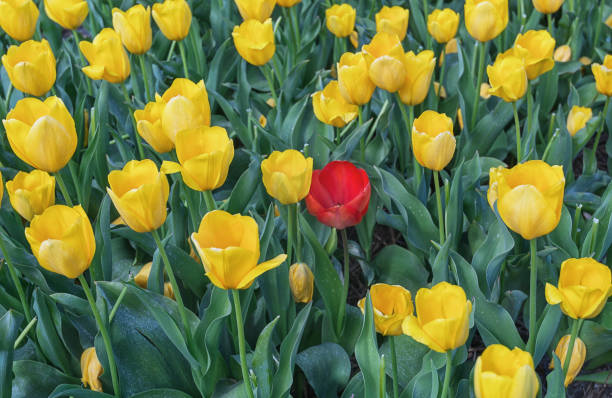 istock Red tulip among yellow tulips. 671713882