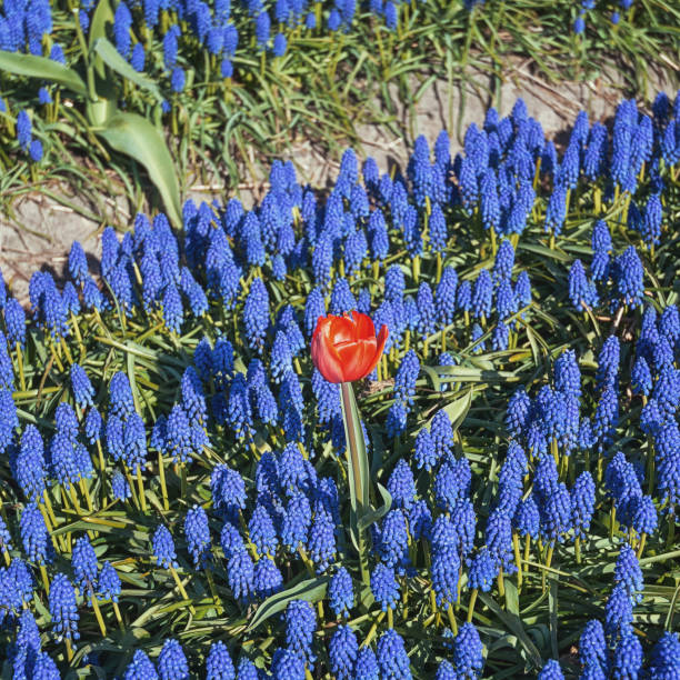 Red tulip grew up between blue Muscari.