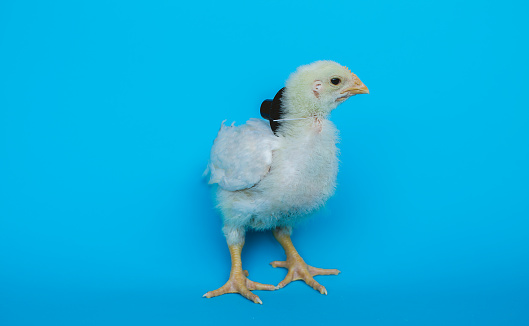 Cute few weeks old male chicken photographed on the pastel blue color background. It is natural light only. It has plenty copy space room. Chicken is transitioning from baby to adult, so the feathers are changing and falling off . Chicken is wearing a cylinder hat to represent male gender
