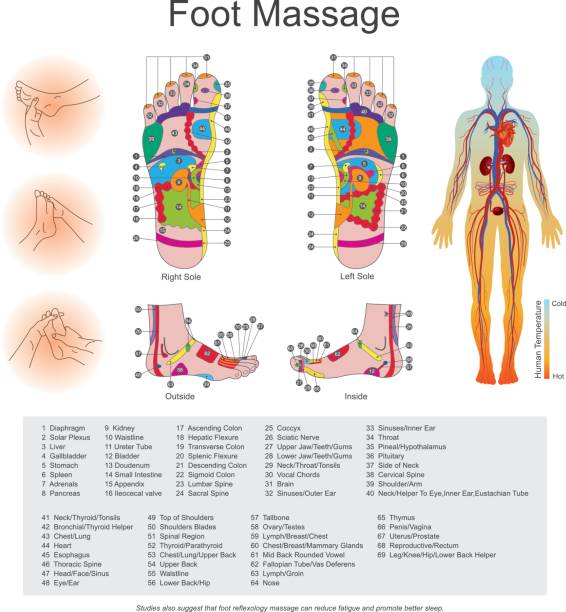 ilustrações de stock, clip art, desenhos animados e ícones de foot massage. - massaging human hand massage therapist vector