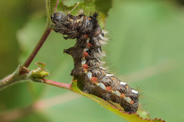 istock Hairy caterpillar with red and white dots 671720346