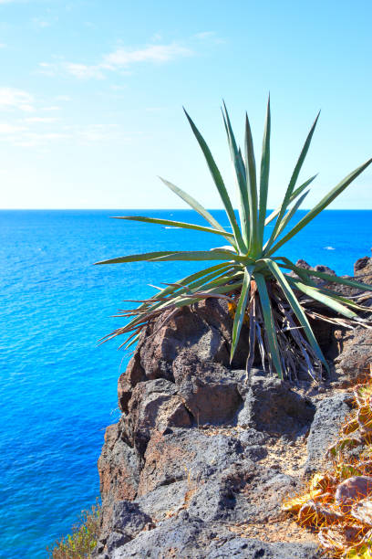 Aloe plant on beach with ocean in the background.