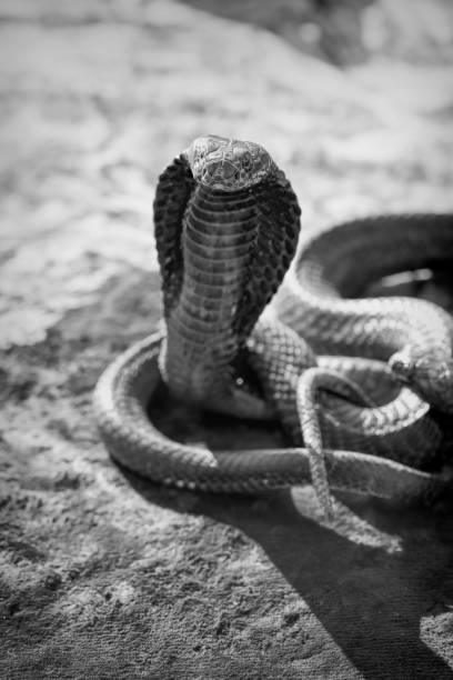 cobra snake tourist attraction - snake cobra egyptian cobra poisonous organism imagens e fotografias de stock